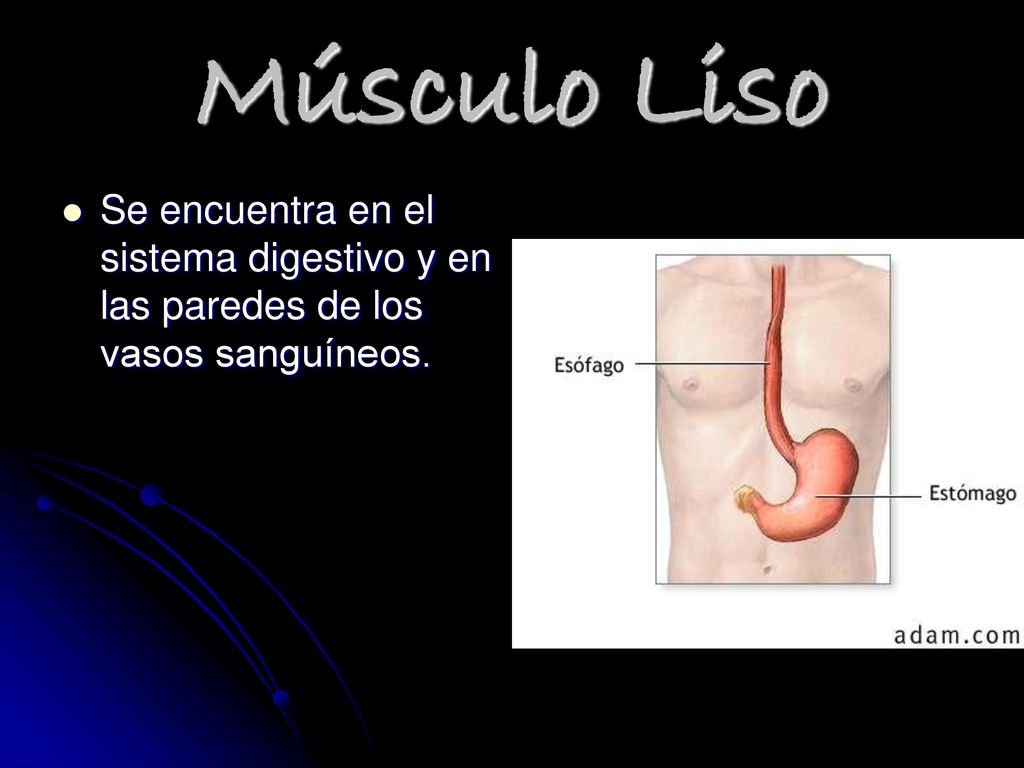 Músculo Liso Se encuentra en el sistema digestivo y en las paredes de los vasos sanguíneos.