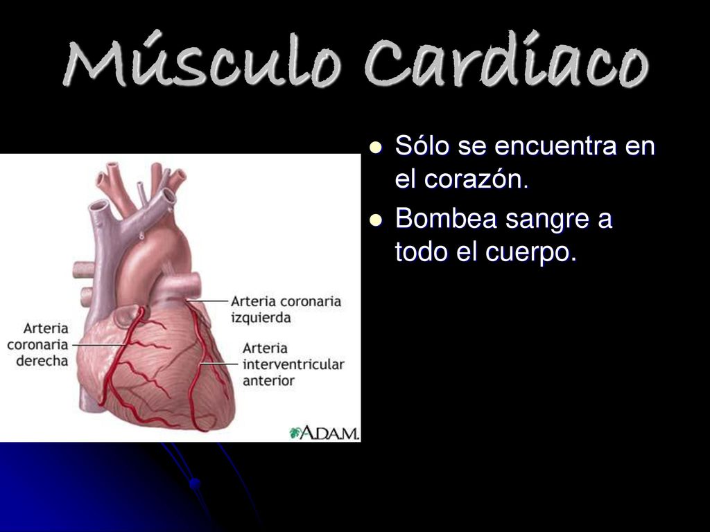 Músculo Cardiaco Sólo se encuentra en el corazón.