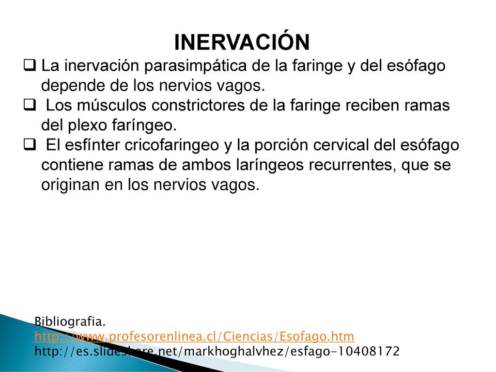 INERVACIÓN La inervación parasimpática de la faringe y del esófago depende de los nervios vagos.