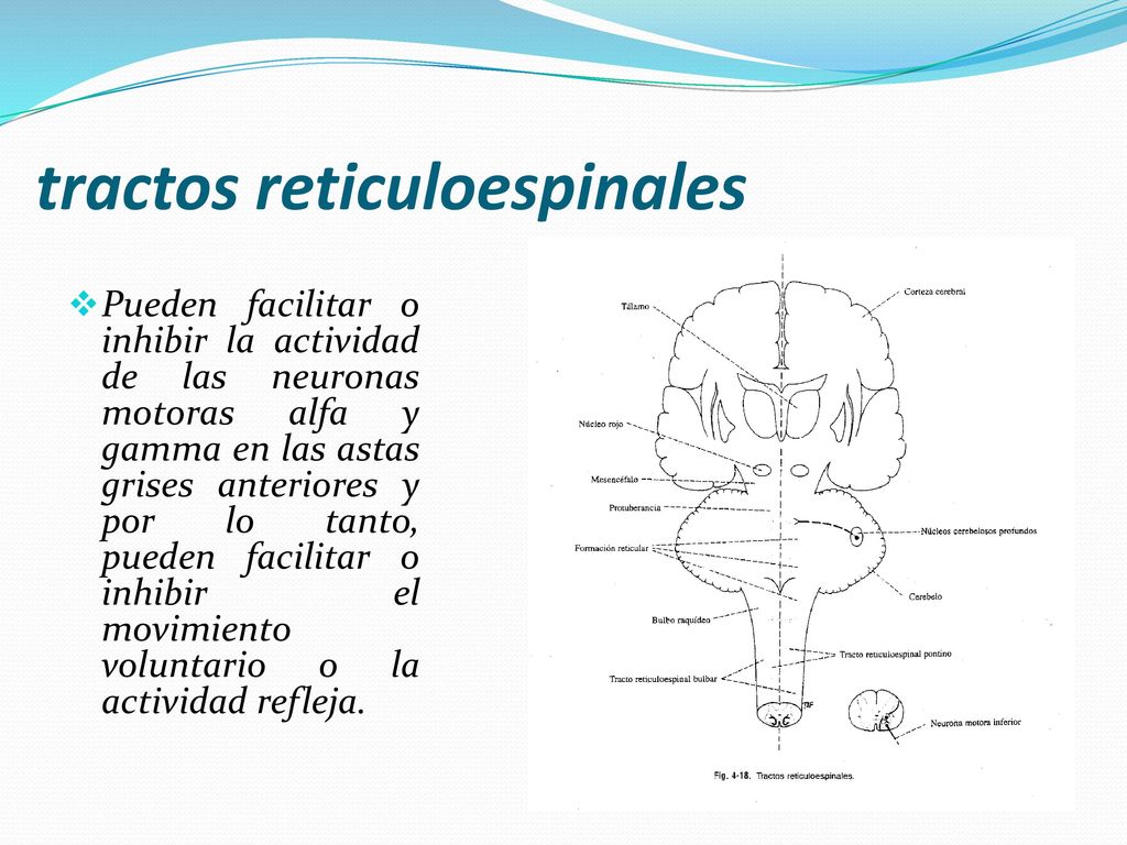 tractos reticuloespinales