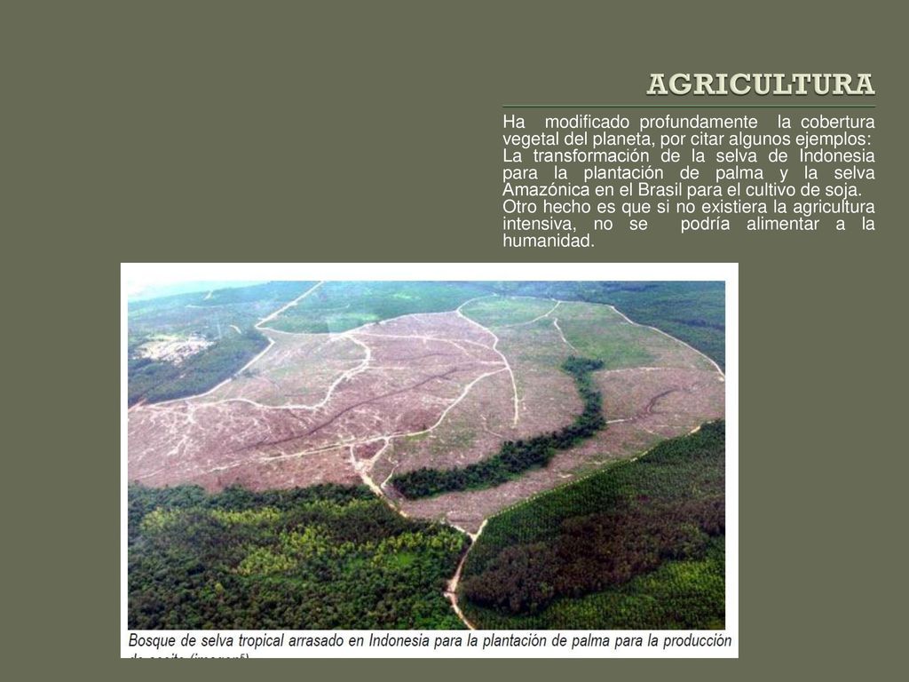 AGRICULTURA Ha modificado profundamente la cobertura vegetal del planeta, por citar algunos ejemplos:
