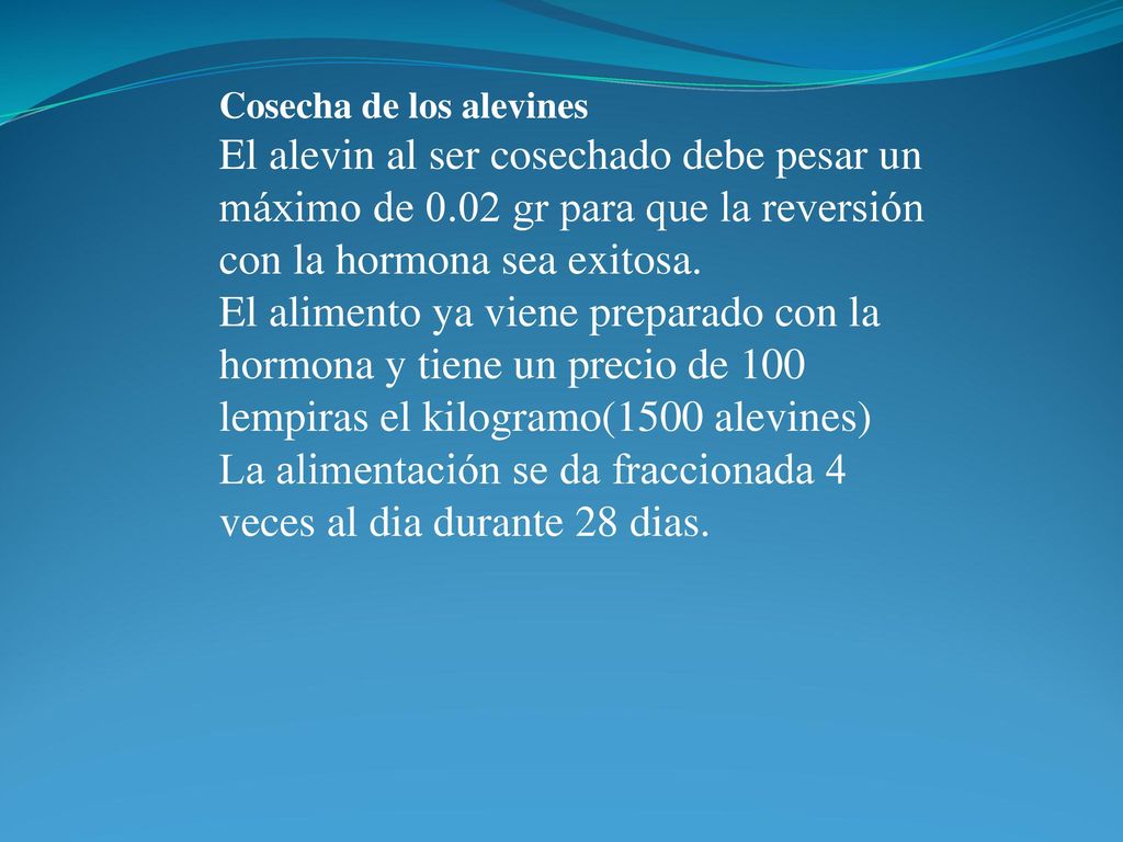 La alimentación se da fraccionada 4 veces al dia durante 28 dias.
