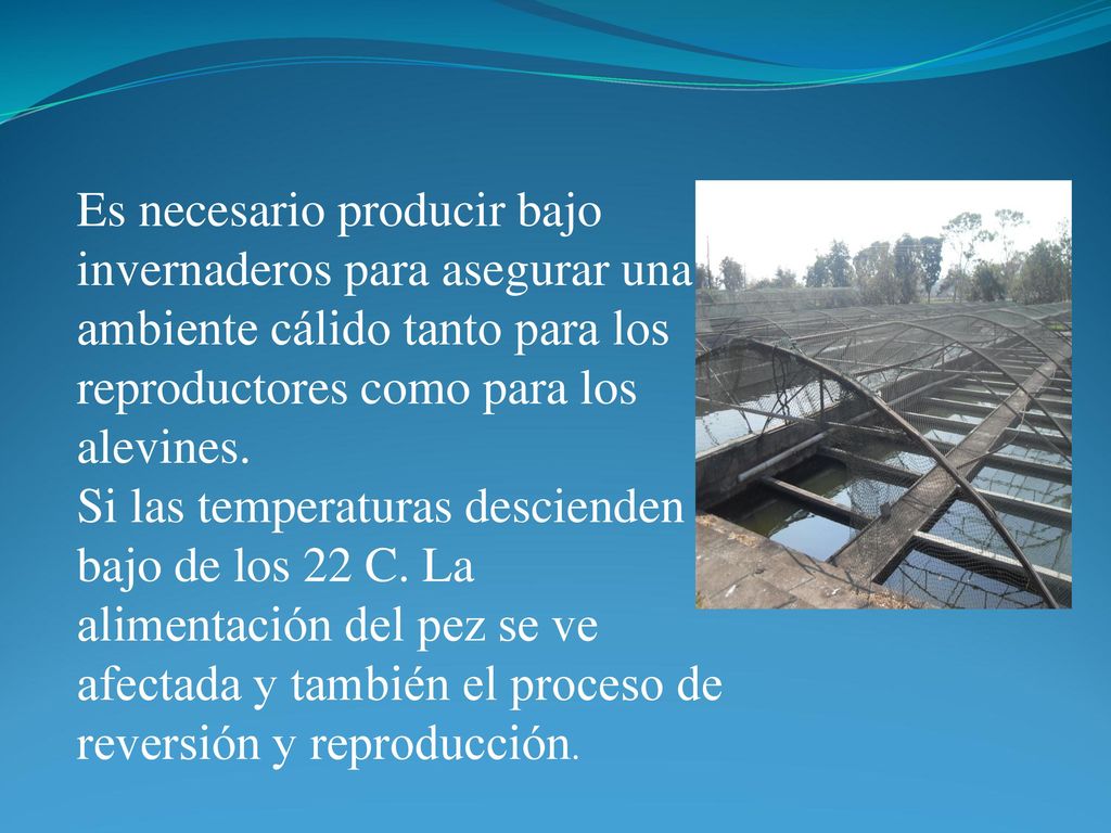 Es necesario producir bajo invernaderos para asegurar una ambiente cálido tanto para los reproductores como para los alevines.