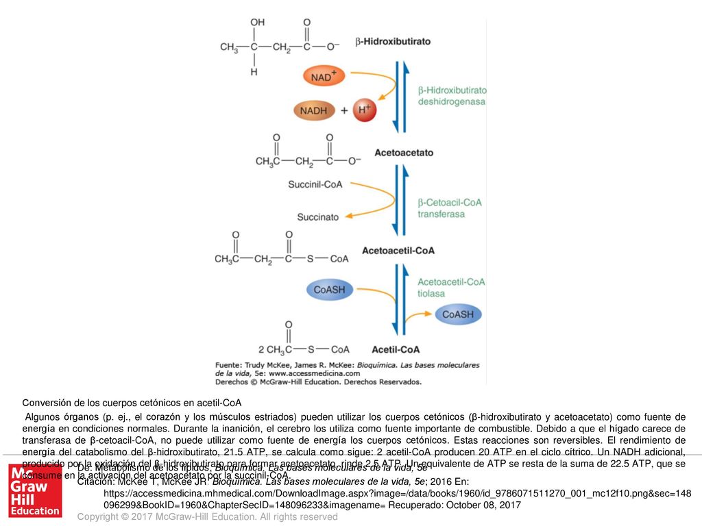 Algunos órganos (p. ej., el corazón y los músculos estriados) pueden utilizar los cuerpos cetónicos (β-hidroxibutirato y acetoacetato) como fuente de energía en condiciones normales. Durante la inanición, el cerebro los utiliza como fuente importante de combustible. Debido a que el hígado carece de transferasa de β-cetoacil-CoA, no puede utilizar como fuente de energía los cuerpos cetónicos. Estas reacciones son reversibles. El rendimiento de energía del catabolismo del β-hidroxibutirato, 21.5 ATP, se calcula como sigue: 2 acetil-CoA producen 20 ATP en el ciclo cítrico. Un NADH adicional, producido por la oxidación del β-hidroxibutirato para formar acetoacetato, rinde 2.5 ATP. Un equivalente de ATP se resta de la suma de 22.5 ATP, que se consume en la activación del acetoacetato por la succinil-CoA.