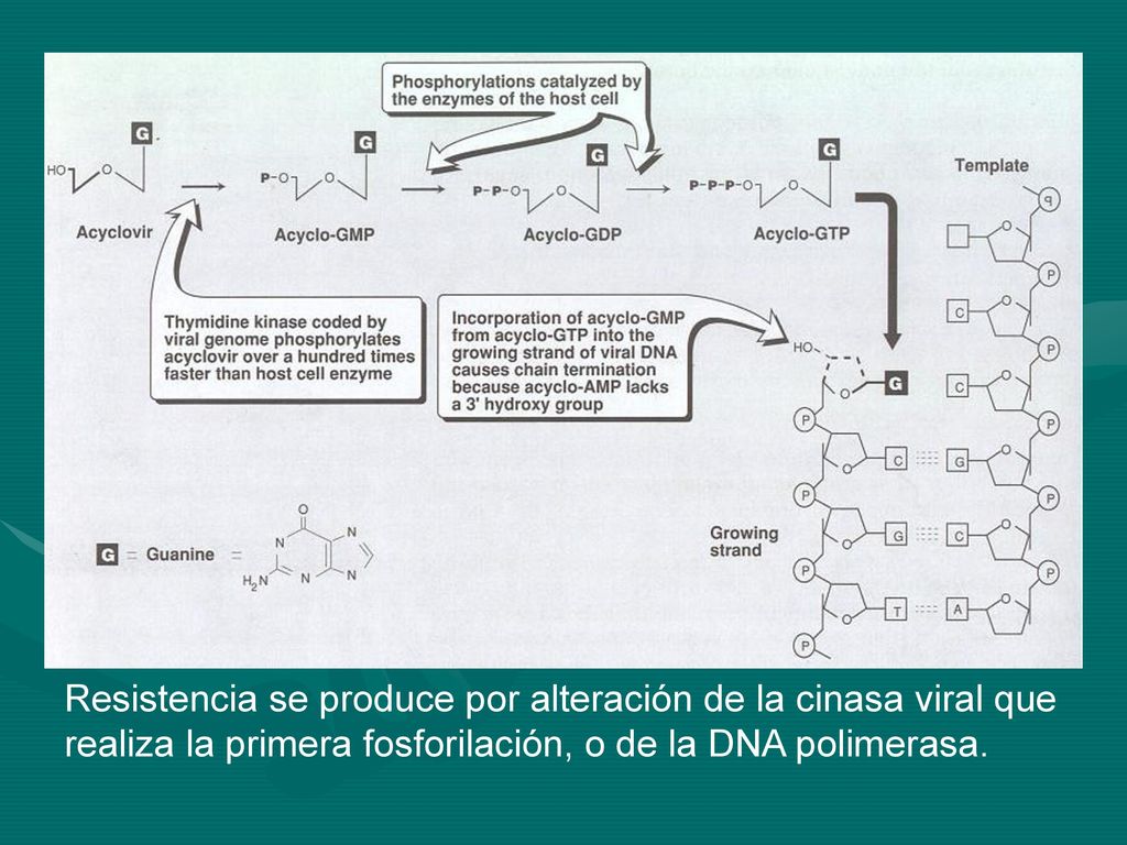 Resistencia se produce por alteración de la cinasa viral que realiza la primera fosforilación, o de la DNA polimerasa.