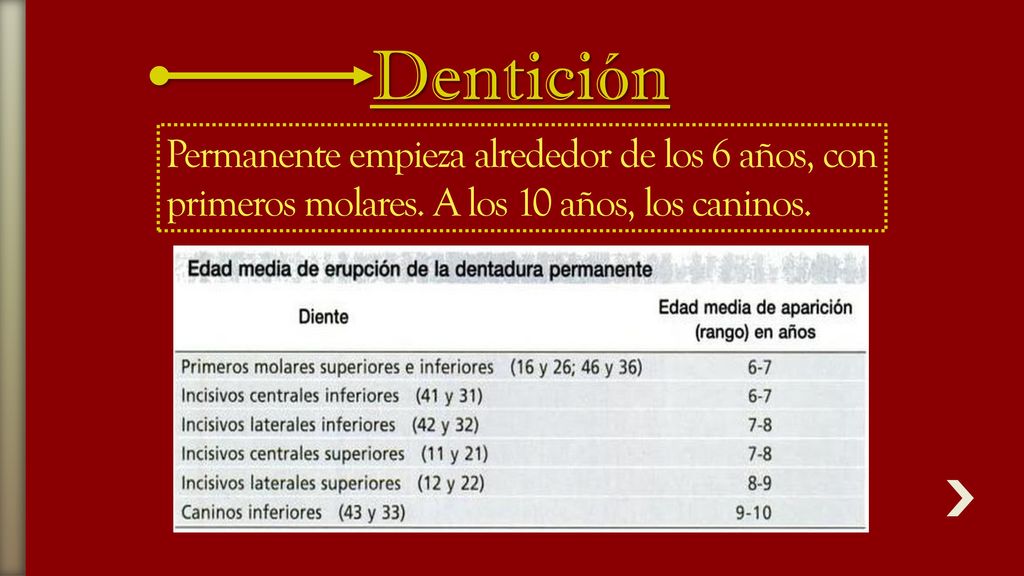 Dentición Permanente empieza alrededor de los 6 años, con primeros molares.
