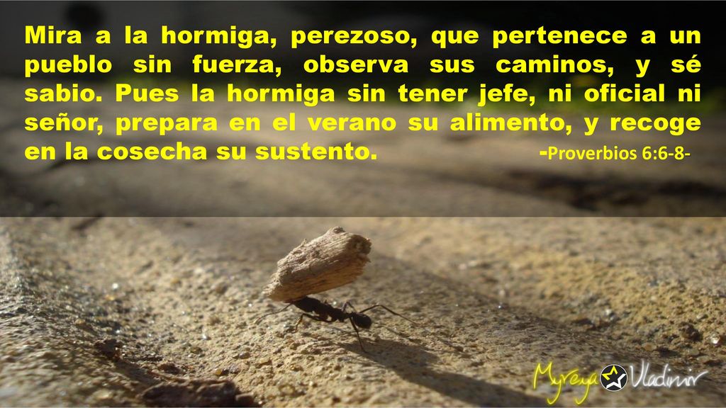 Mira a la hormiga, perezoso, que pertenece a un pueblo sin fuerza, observa sus caminos, y sé sabio.