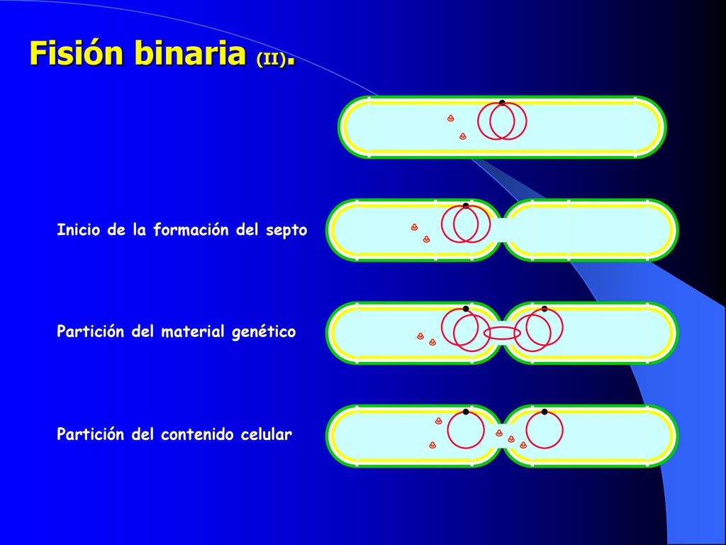 Fisión binaria (II). Inicio de la formación del septo