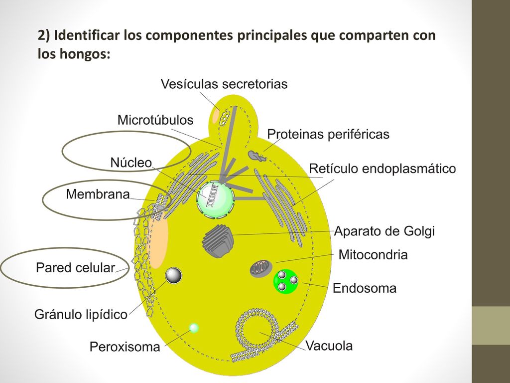 2) Identificar los componentes principales que comparten con los hongos: