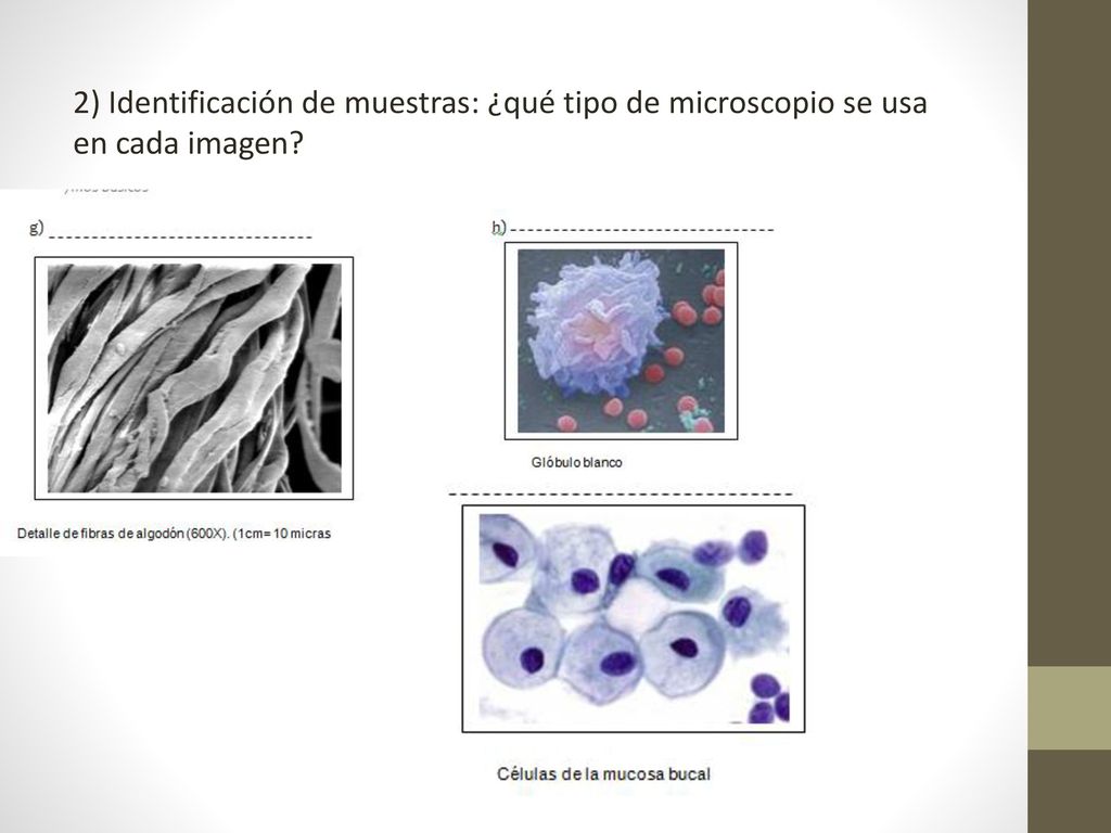 2) Identificación de muestras: ¿qué tipo de microscopio se usa en cada imagen