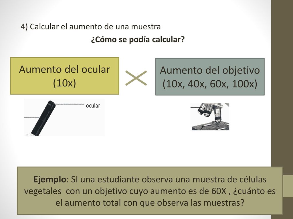 Aumento del ocular Aumento del objetivo (10x) (10x, 40x, 60x, 100x)