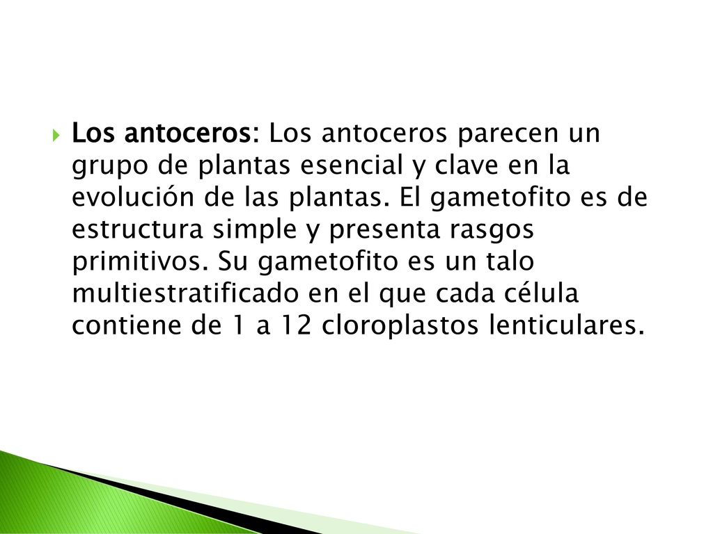 Los antoceros: Los antoceros parecen un grupo de plantas esencial y clave en la evolución de las plantas.