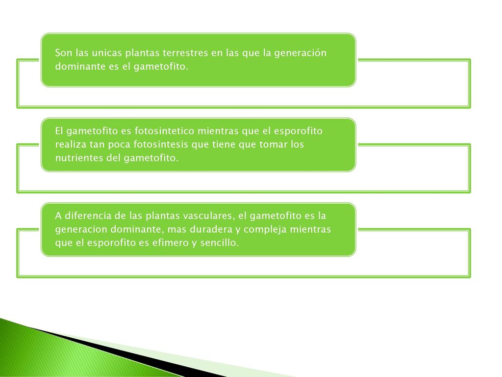 Son las unicas plantas terrestres en las que la generación dominante es el gametofito.