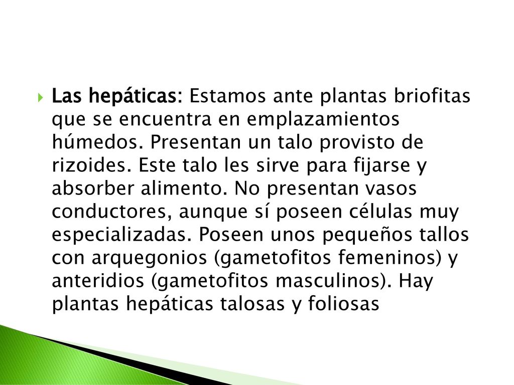 Las hepáticas: Estamos ante plantas briofitas que se encuentra en emplazamientos húmedos.