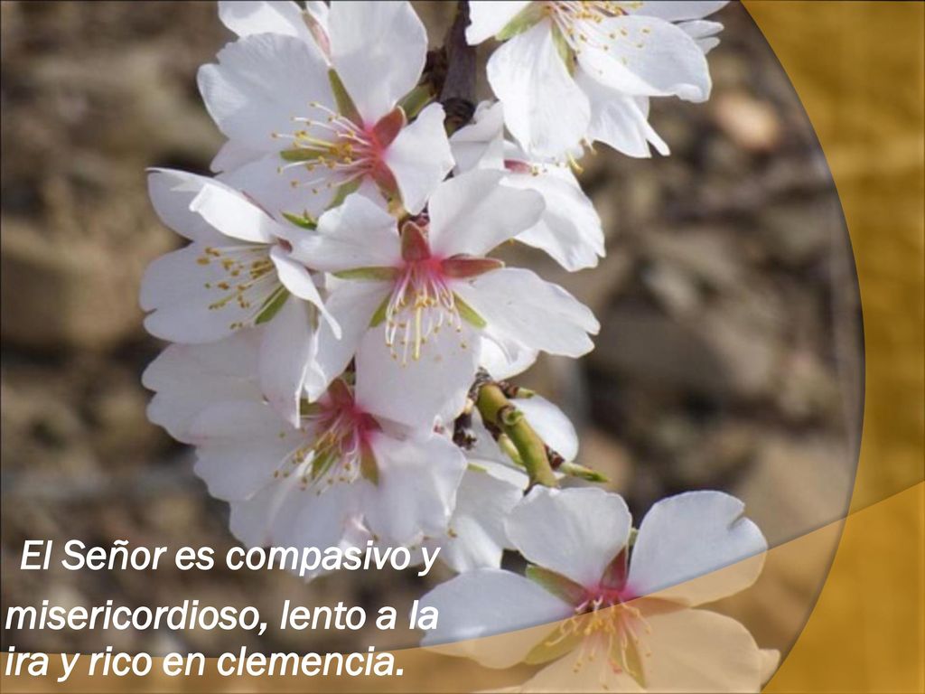 El Señor es compasivo y misericordioso, lento a la ira y rico en clemencia.