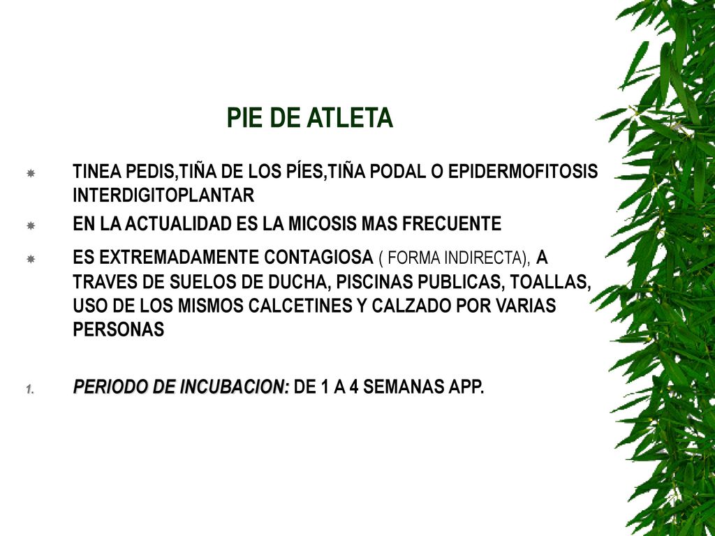 PIE DE ATLETA TINEA PEDIS,TIÑA DE LOS PÍES,TIÑA PODAL O EPIDERMOFITOSIS INTERDIGITOPLANTAR. EN LA ACTUALIDAD ES LA MICOSIS MAS FRECUENTE.
