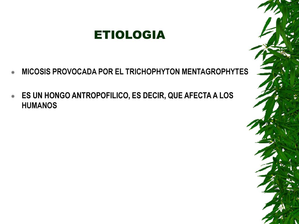 ETIOLOGIA MICOSIS PROVOCADA POR EL TRICHOPHYTON MENTAGROPHYTES
