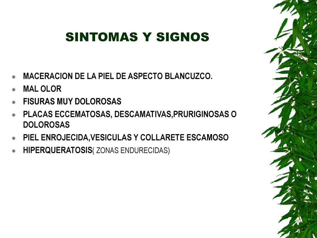 SINTOMAS Y SIGNOS MACERACION DE LA PIEL DE ASPECTO BLANCUZCO. MAL OLOR