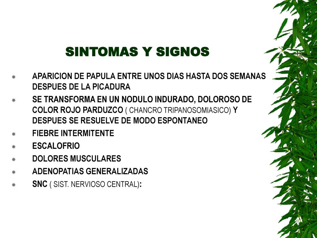 SINTOMAS Y SIGNOS APARICION DE PAPULA ENTRE UNOS DIAS HASTA DOS SEMANAS DESPUES DE LA PICADURA.