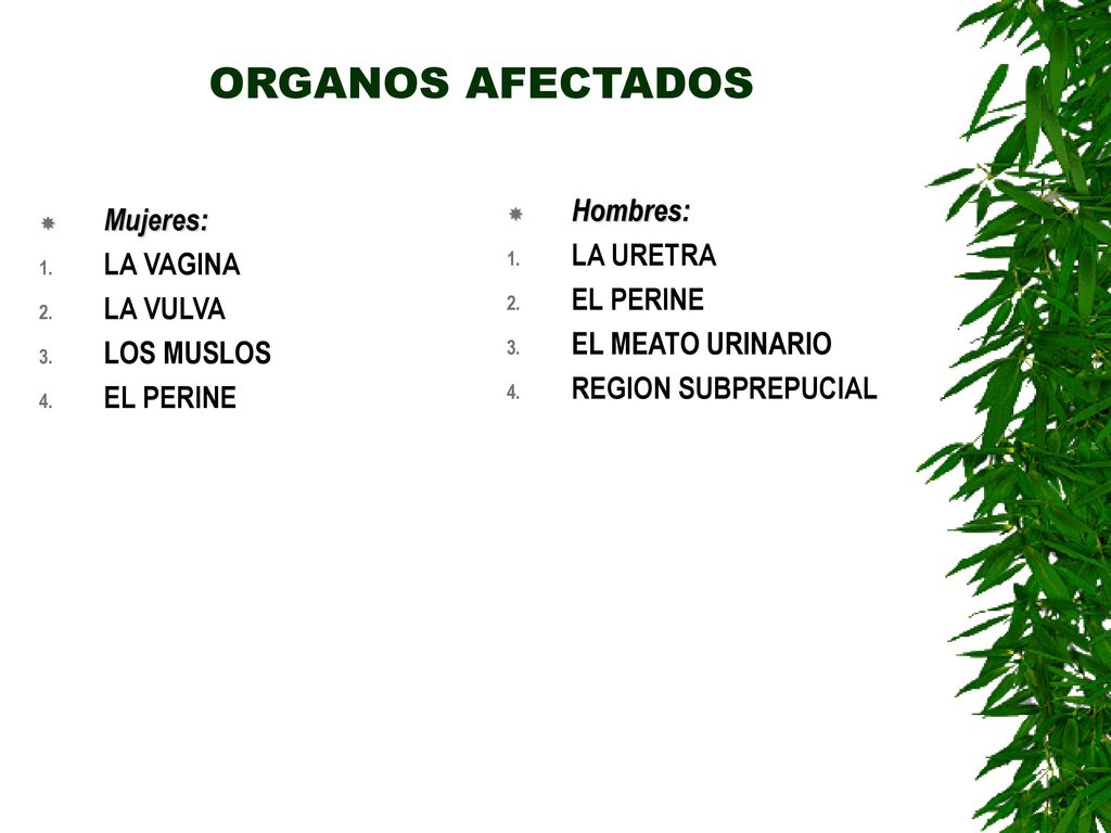 ORGANOS AFECTADOS Hombres: Mujeres: LA URETRA LA VAGINA EL PERINE