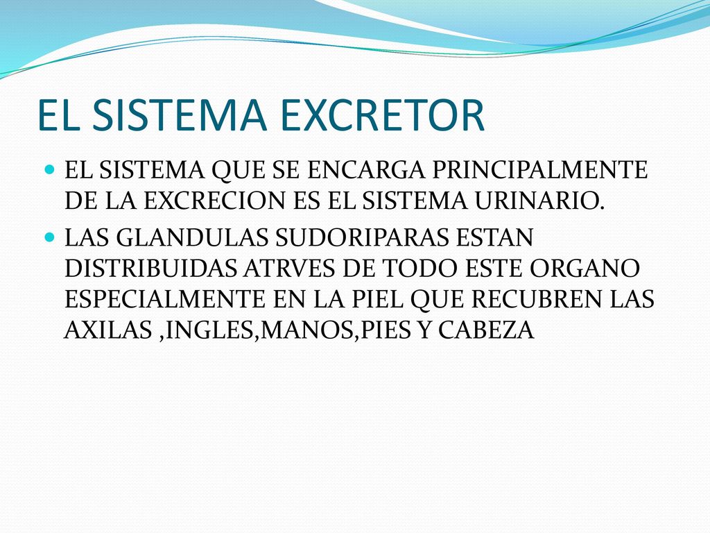 EL SISTEMA EXCRETOR EL SISTEMA QUE SE ENCARGA PRINCIPALMENTE DE LA EXCRECION ES EL SISTEMA URINARIO.