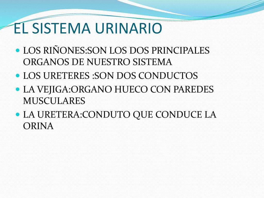 EL SISTEMA URINARIO LOS RIÑONES:SON LOS DOS PRINCIPALES ORGANOS DE NUESTRO SISTEMA. LOS URETERES :SON DOS CONDUCTOS.