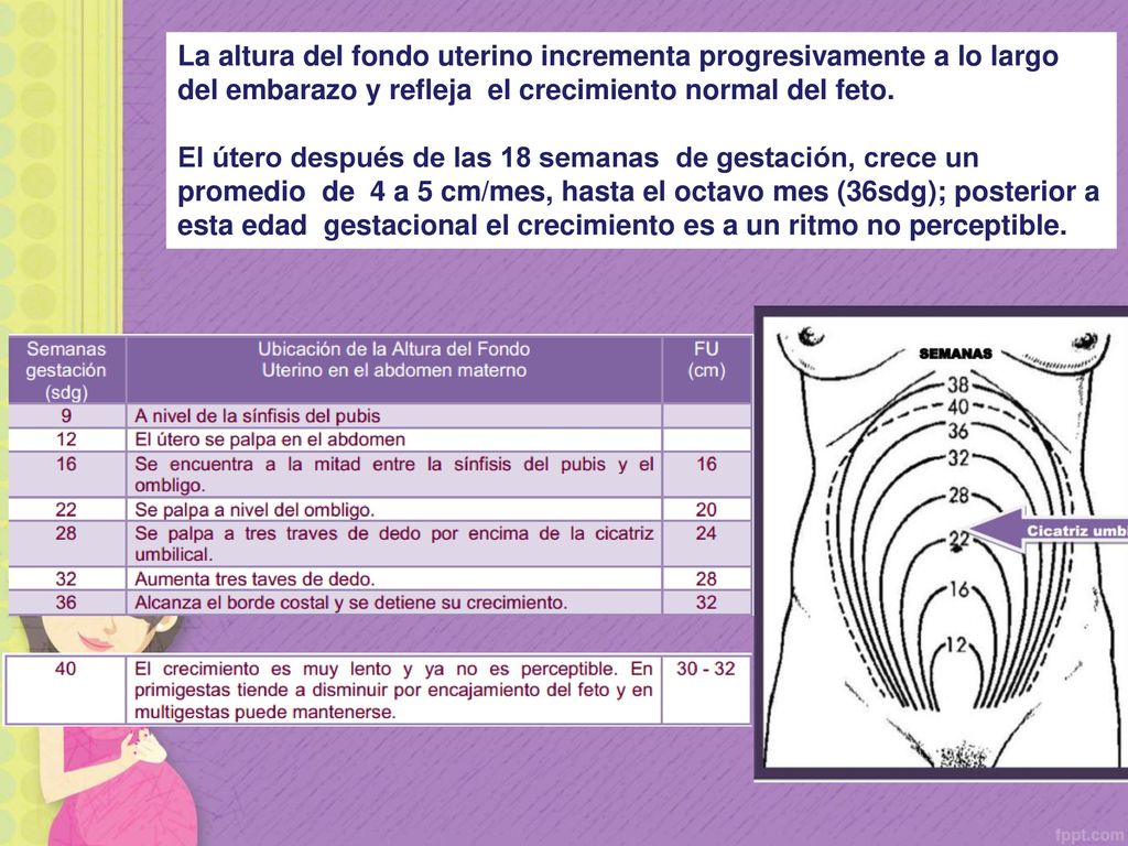 La altura del fondo uterino incrementa progresivamente a lo largo del embarazo y refleja el crecimiento normal del feto.