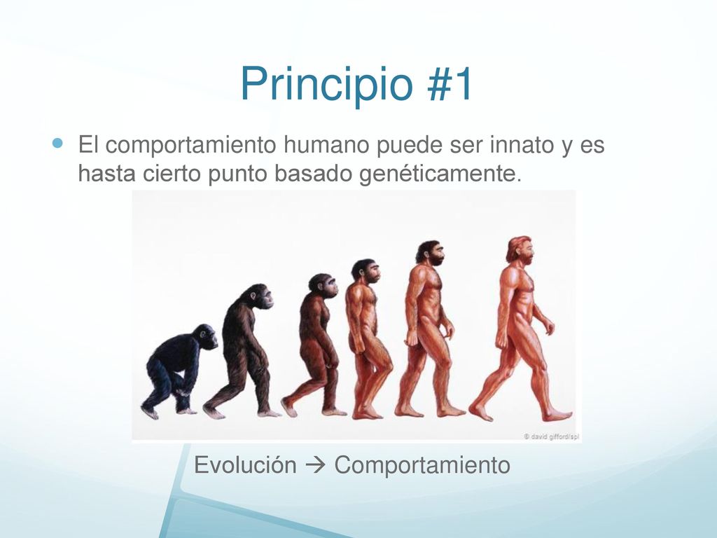 Principio #1 El comportamiento humano puede ser innato y es hasta cierto punto basado genéticamente.