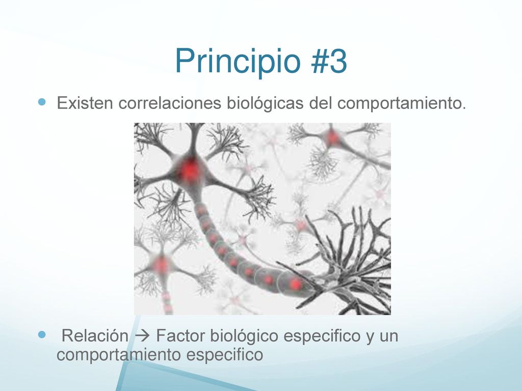 Principio #3 Existen correlaciones biológicas del comportamiento.