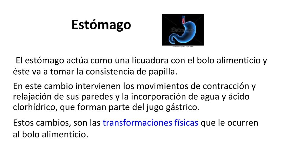 Estómago El estómago actúa como una licuadora con el bolo alimenticio y éste va a tomar la consistencia de papilla.