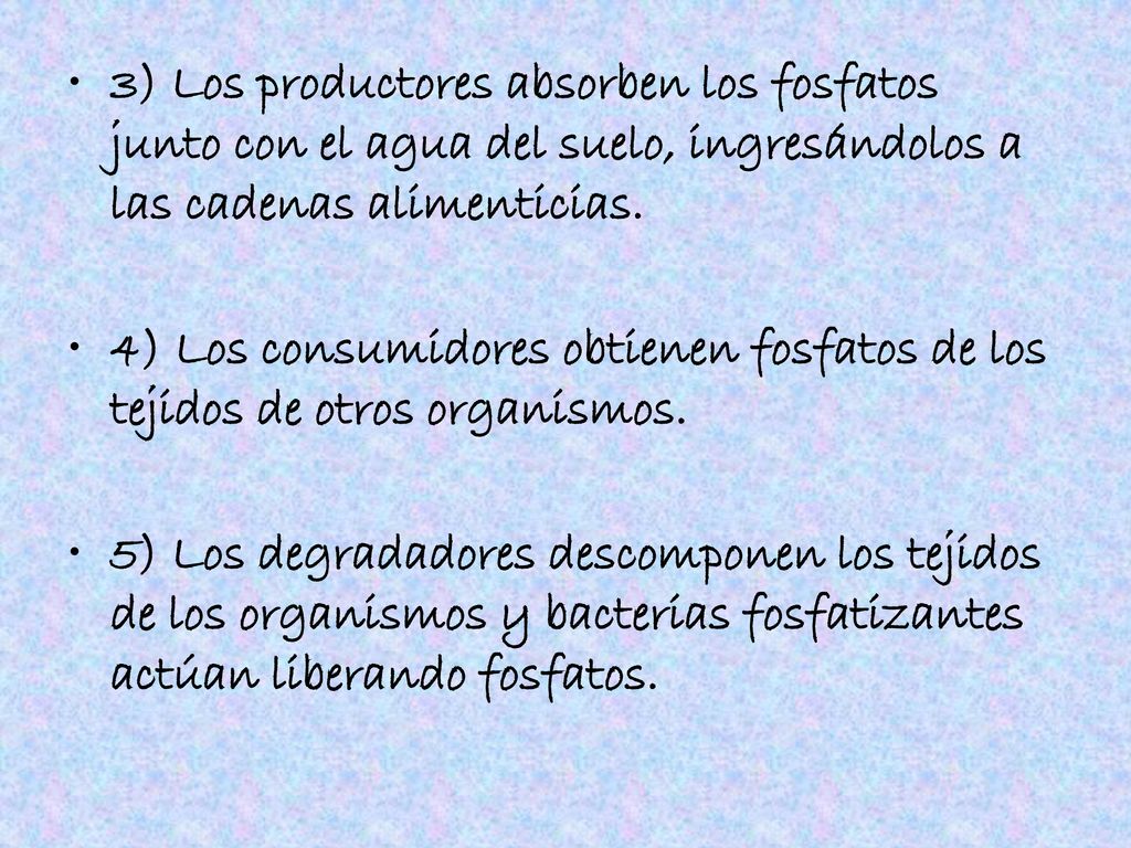 3) Los productores absorben los fosfatos junto con el agua del suelo, ingresándolos a las cadenas alimenticias.
