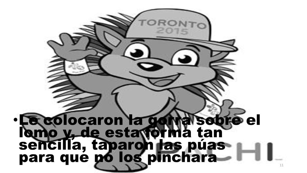 Le colocaron la gorra sobre el lomo y, de esta forma tan sencilla, taparon las púas para que no los pinchara