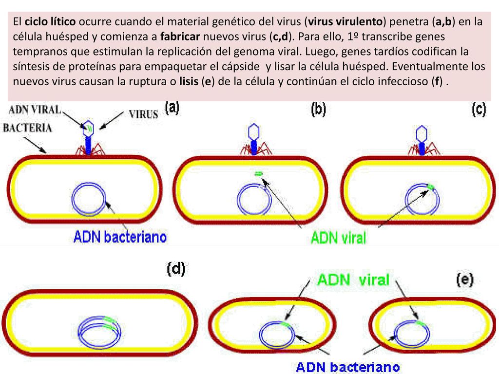 El ciclo lítico ocurre cuando el material genético del virus (virus virulento) penetra (a,b) en la célula huésped y comienza a fabricar nuevos virus (c,d).