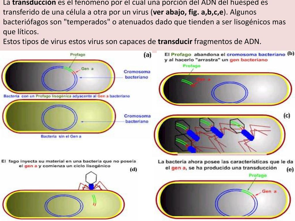 La transducción es el fenómeno por el cual una porción del ADN del huésped es transferido de una célula a otra por un virus (ver abajo, fig.