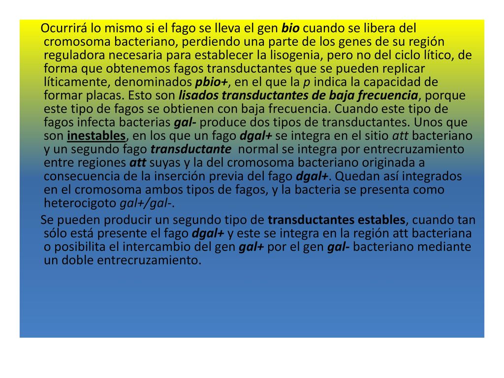 Ocurrirá lo mismo si el fago se lleva el gen bio cuando se libera del cromosoma bacteriano, perdiendo una parte de los genes de su región reguladora necesaria para establecer la lisogenia, pero no del ciclo lítico, de forma que obtenemos fagos transductantes que se pueden replicar líticamente, denominados pbio+, en el que la p indica la capacidad de formar placas. Esto son lisados transductantes de baja frecuencia, porque este tipo de fagos se obtienen con baja frecuencia. Cuando este tipo de fagos infecta bacterias gal- produce dos tipos de transductantes. Unos que son inestables, en los que un fago dgal+ se integra en el sitio att bacteriano y un segundo fago transductante normal se integra por entrecruzamiento entre regiones att suyas y la del cromosoma bacteriano originada a consecuencia de la inserción previa del fago dgal+. Quedan así integrados en el cromosoma ambos tipos de fagos, y la bacteria se presenta como heterocigoto gal+/gal-.
