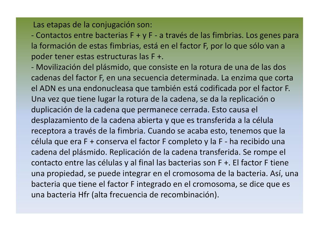Las etapas de la conjugación son: - Contactos entre bacterias F + y F - a través de las fimbrias.