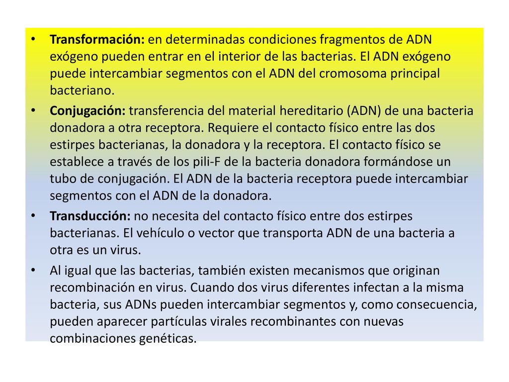 Transformación: en determinadas condiciones fragmentos de ADN exógeno pueden entrar en el interior de las bacterias. El ADN exógeno puede intercambiar segmentos con el ADN del cromosoma principal bacteriano.
