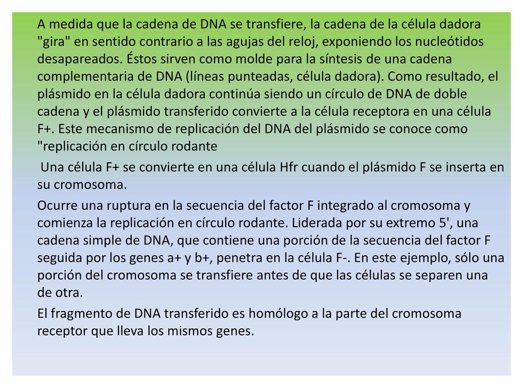 A medida que la cadena de DNA se transfiere, la cadena de la célula dadora gira en sentido contrario a las agujas del reloj, exponiendo los nucleótidos desapareados.