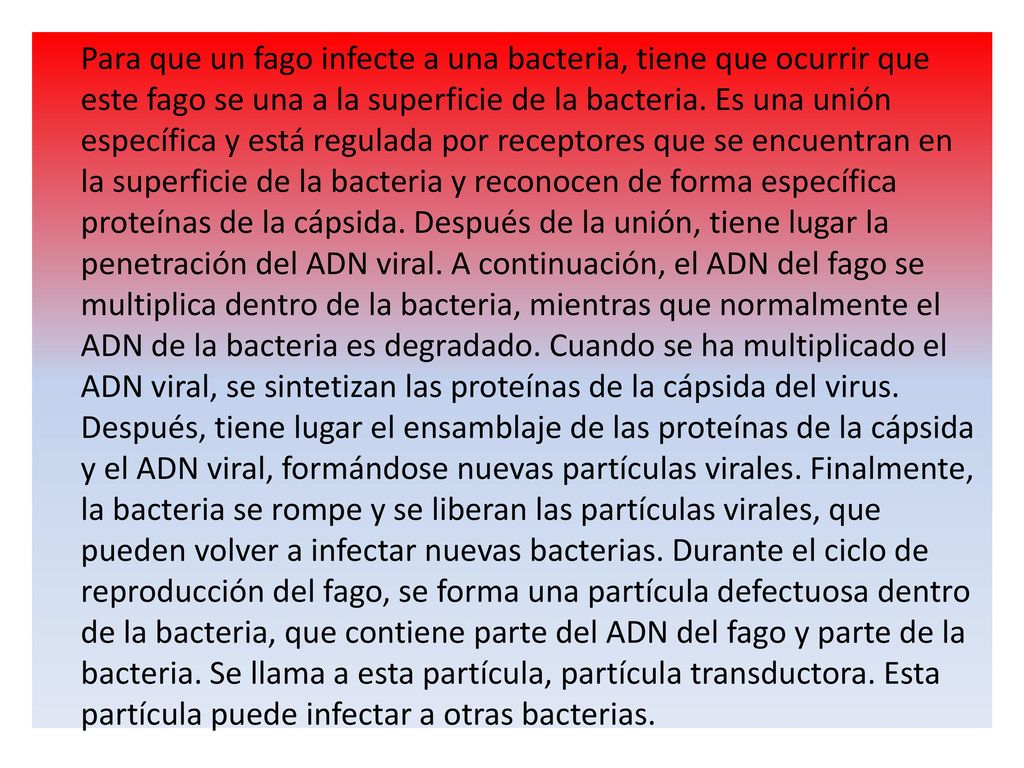 Para que un fago infecte a una bacteria, tiene que ocurrir que este fago se una a la superficie de la bacteria.