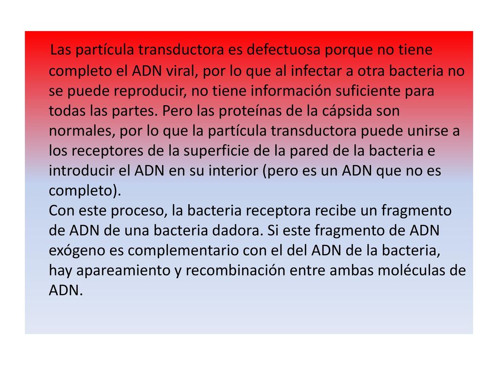 Las partícula transductora es defectuosa porque no tiene completo el ADN viral, por lo que al infectar a otra bacteria no se puede reproducir, no tiene información suficiente para todas las partes.