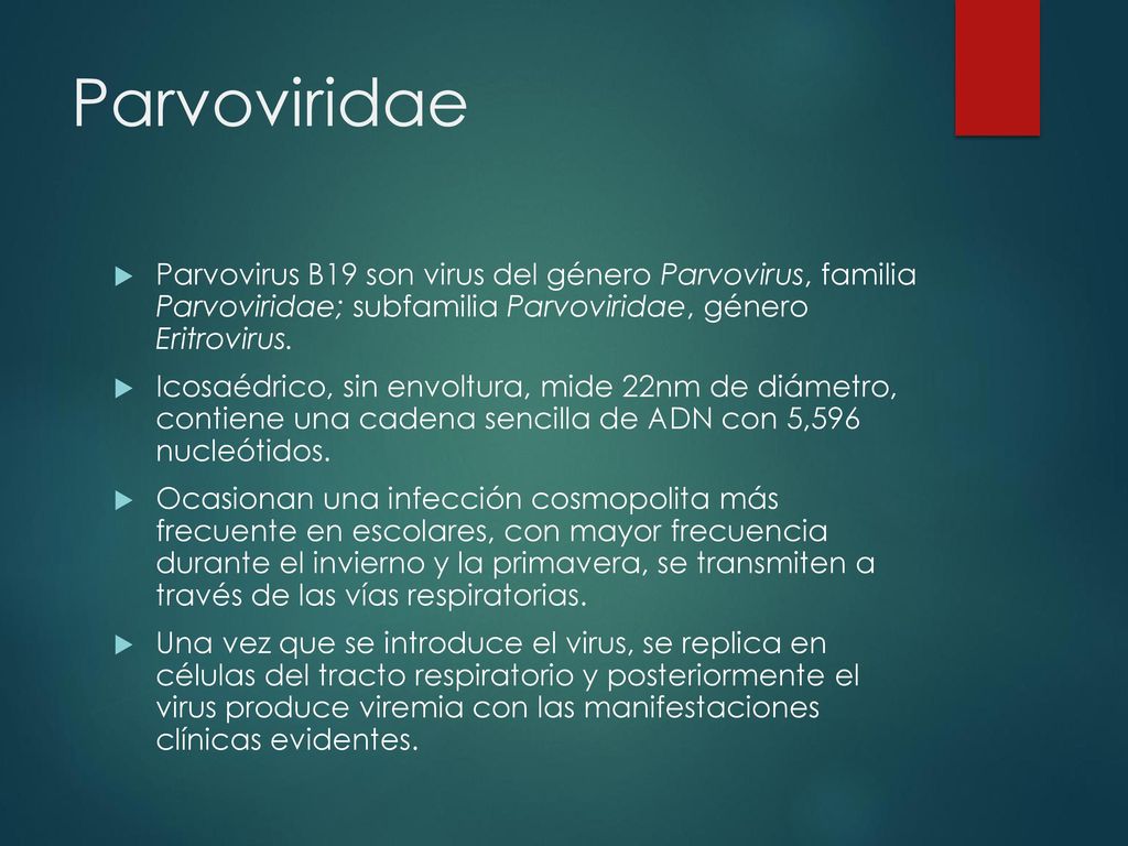 Parvoviridae Parvovirus B19 son virus del género Parvovirus, familia Parvoviridae; subfamilia Parvoviridae, género Eritrovirus.