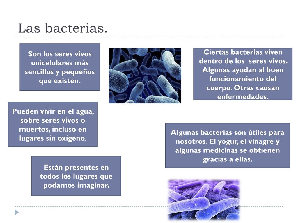 Las bacterias. Son los seres vivos unicelulares más sencillos y pequeños que existen.