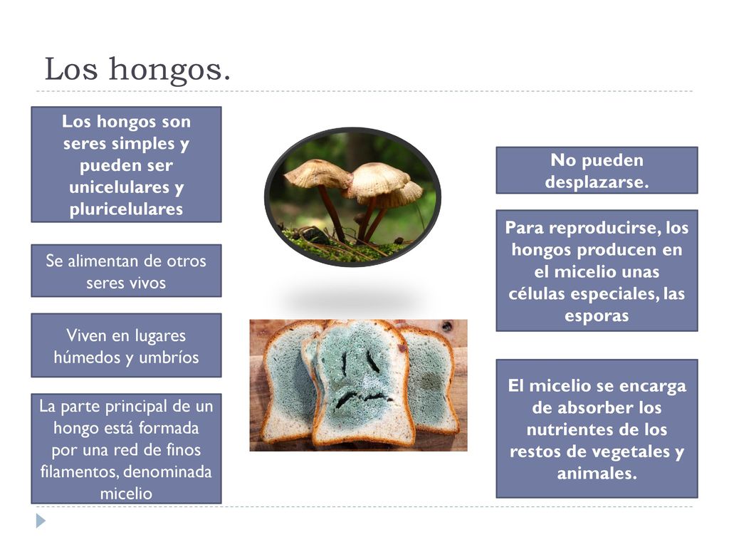 Los hongos. Los hongos son seres simples y pueden ser unicelulares y pluricelulares. No pueden desplazarse.