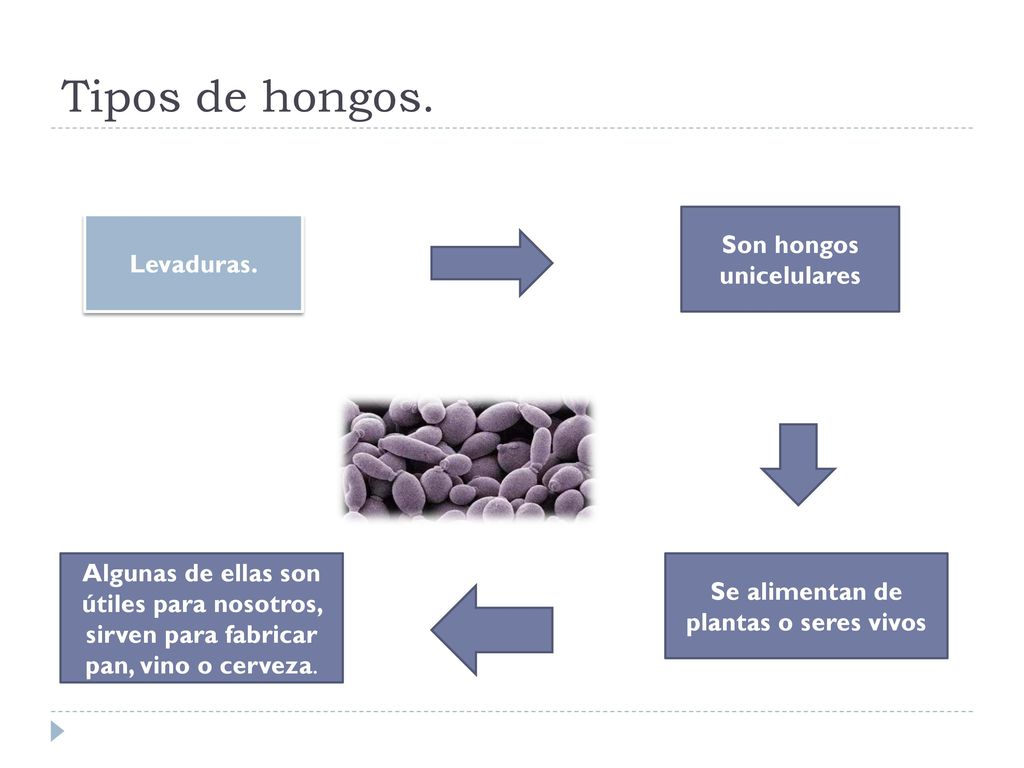 Son hongos unicelulares Se alimentan de plantas o seres vivos