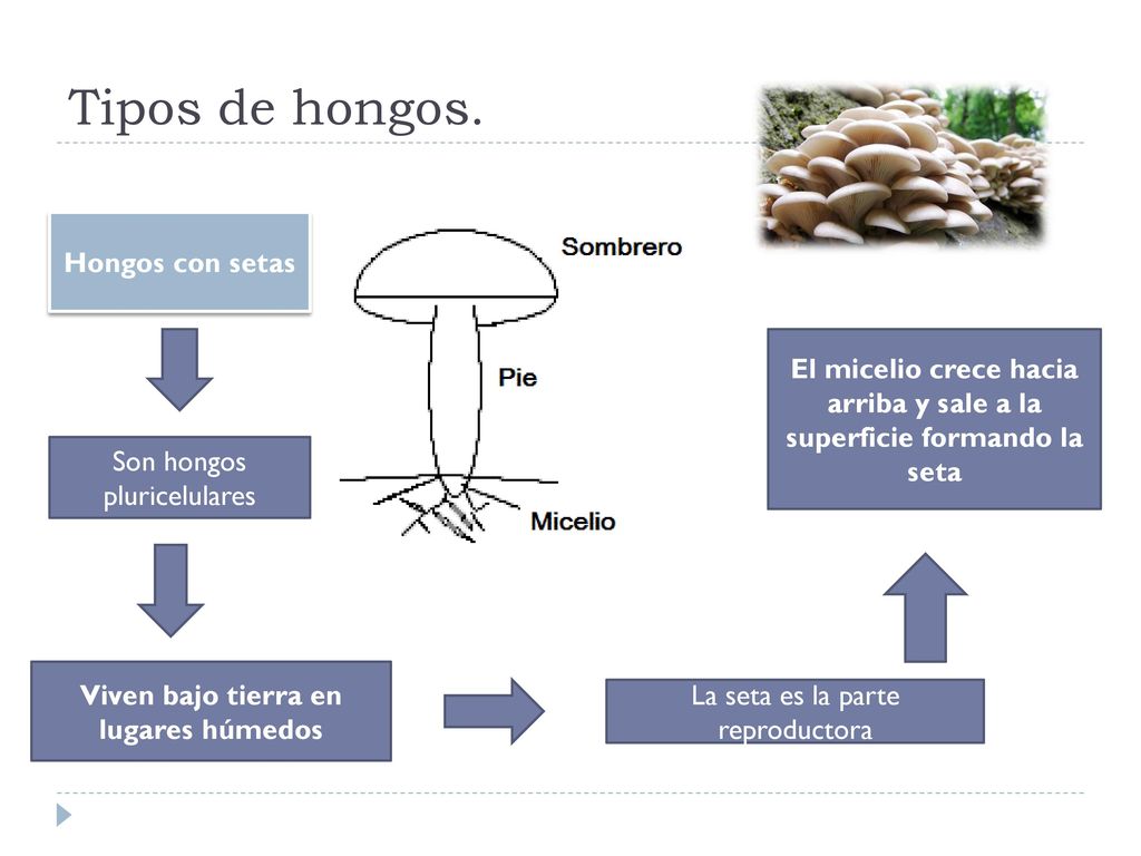 Tipos de hongos. Hongos con setas