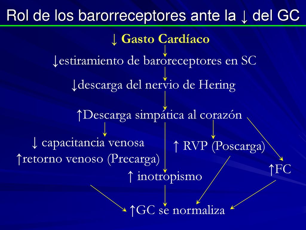 Rol de los barorreceptores ante la ↓ del GC