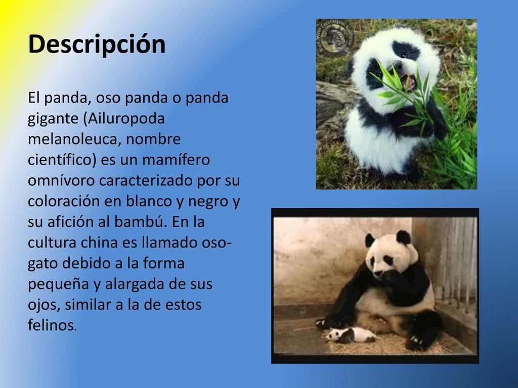 Panda Nombre: Amanda Jiménez Asignatura: Tecnologia Curso:6ºB - ppt  descargar