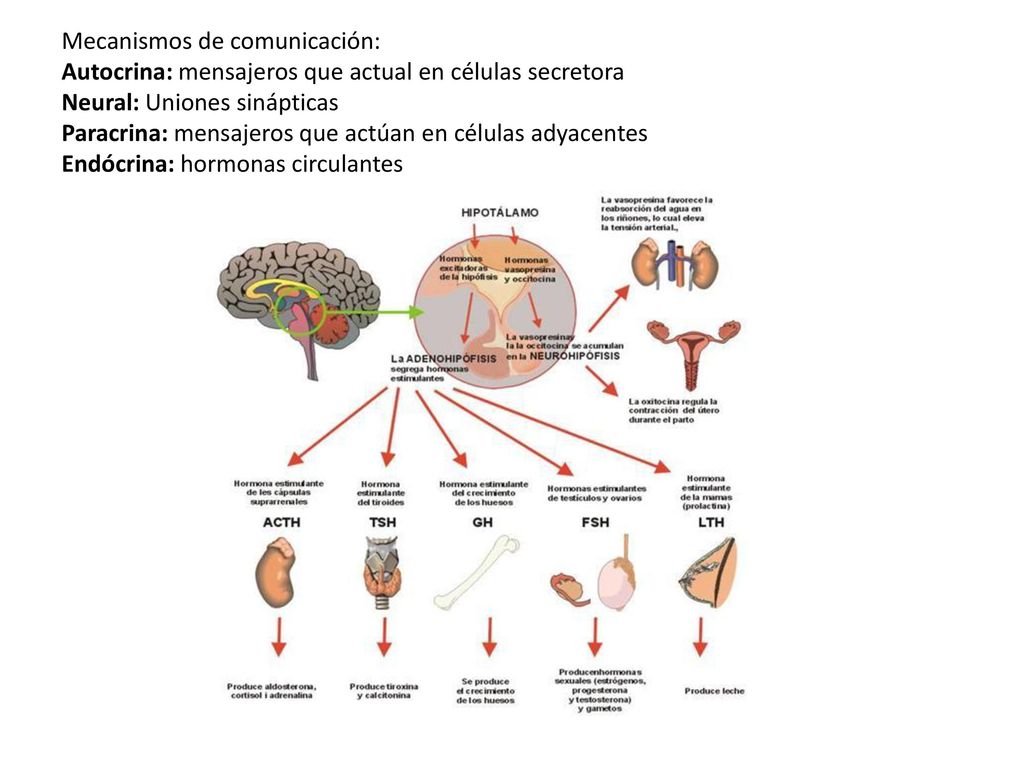 Mecanismos de comunicación: Autocrina: mensajeros que actual en células secretora Neural: Uniones sinápticas Paracrina: mensajeros que actúan en células adyacentes Endócrina: hormonas circulantes