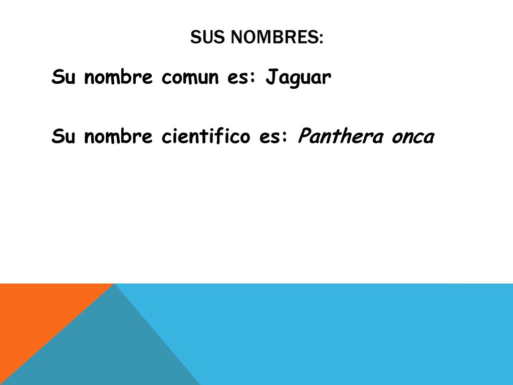 Sus NOMBRES: Su nombre comun es: Jaguar Su nombre cientifico es: Panthera onca