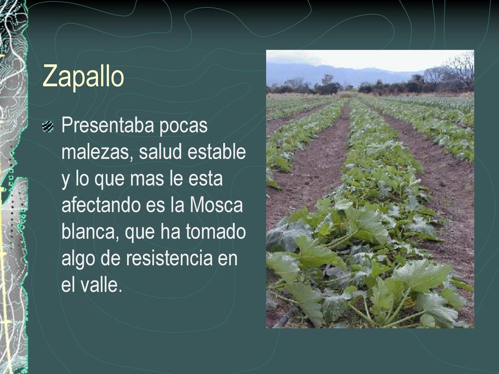 Zapallo Presentaba pocas malezas, salud estable y lo que mas le esta afectando es la Mosca blanca, que ha tomado algo de resistencia en el valle.